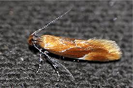 Attēlu rezultāti vaicājumam “Epicallima formosella”