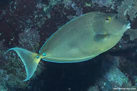 Image result for Naso unicornis