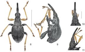 Attēlu rezultāti vaicājumam “Apionidae”