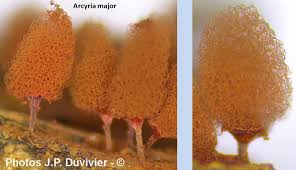 Attēlu rezultāti vaicājumam “Arcyria major”