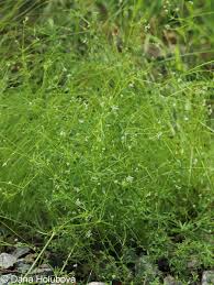 Attēlu rezultāti vaicājumam “Galium elongatum leaf”