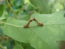 Attēlu rezultāti vaicājumam “Ennomos erosaria”