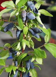 Attēlu rezultāti vaicājumam “Lonicera caerulea var. pallasii fruit”