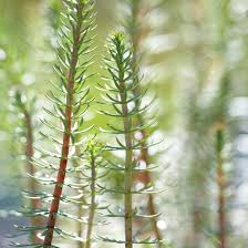 Attēlu rezultāti vaicājumam “Hippuridaceae”