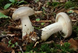 Attēlu rezultāti vaicājumam “Clitocybe nebularis”