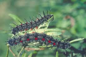 Attēlu rezultāti vaicājumam “Nymphalidae”