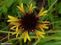 Image result for Gaillardia