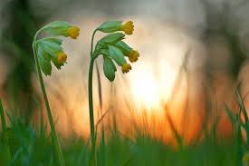 Image result for Schlüsselblumen