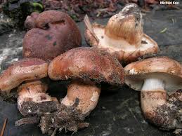 Attēlu rezultāti vaicājumam “Trichia flavicoma”