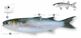 Image result for Mugil liza