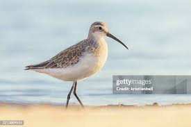 Attēlu rezultāti vaicājumam “Calidris ferruginea”