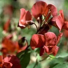 Attēlu rezultāti vaicājumam “Lathyrus niger”
