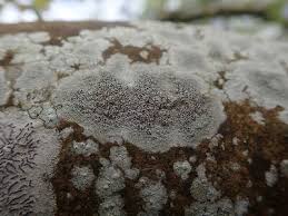 Attēlu rezultāti vaicājumam “Lecanora argentata”