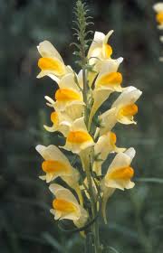 Attēlu rezultāti vaicājumam “Linaria vulgaris flower”