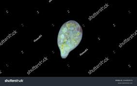 Attēlu rezultāti vaicājumam “Heterotrichia oerstedii (syn. Arcyria oerstedii) young”