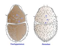 Attēlu rezultāti vaicājumam “Poecilochirus sp.”