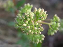 Attēlu rezultāti vaicājumam “Hylotelephium telephium bud”