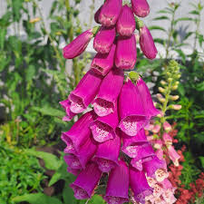 Attēlu rezultāti vaicājumam “Digitalis purpurea fruit”