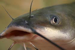 Image result for Ictalurus punctatus