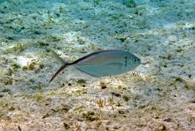 Image result for Caranx ruber