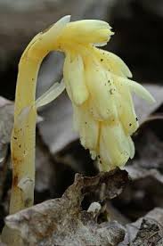 Attēlu rezultāti vaicājumam “Monotropa hypopitys flower”