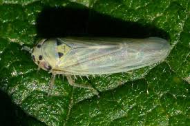 Attēlu rezultāti vaicājumam “Macrosteles sp.”