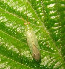 Attēlu rezultāti vaicājumam “Blepharidopterus angulatus”