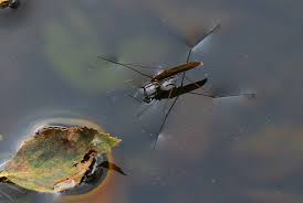Attēlu rezultāti vaicājumam “Limnoporus rufoscutellatus”