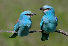 Attēlu rezultāti vaicājumam “Coracias garrulus adult”