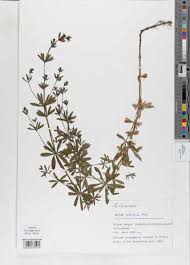 Attēlu rezultāti vaicājumam “Galium schultesii”