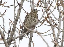 Attēlu rezultāti vaicājumam “Turdus viscivorus”