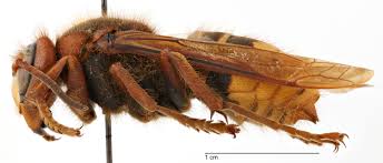 Attēlu rezultāti vaicājumam “Vespa crabro”