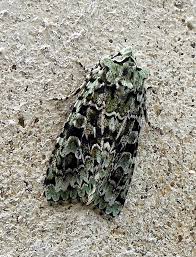 Attēlu rezultāti vaicājumam “Griposia aprilina”