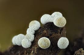 Attēlu rezultāti vaicājumam “Physarum bryomacrocarpum macro”