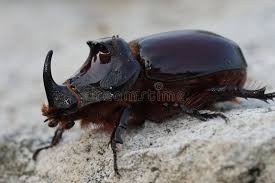 Attēlu rezultāti vaicājumam “Oryctes nasicornis male”