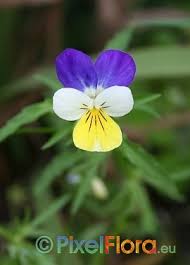 Attēlu rezultāti vaicājumam “Viola tricolor”