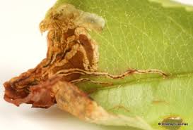 Attēlu rezultāti vaicājumam “Gracillaria syringella larva”