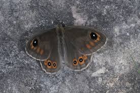 Attēlu rezultāti vaicājumam “Lasiommata maera underside”