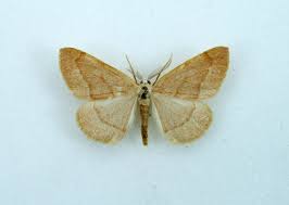 Attēlu rezultāti vaicājumam “Hylaea fasciaria”