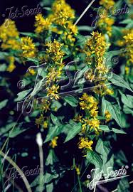 Attēlu rezultāti vaicājumam “Solidago virgaurea”