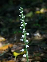 Attēlu rezultāti vaicājumam “Goodyera repens fruit”