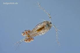 Attēlu rezultāti vaicājumam “Copepoda”