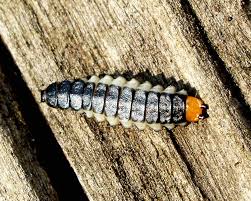 Attēlu rezultāti vaicājumam “Lygistopterus sanguineus larva”
