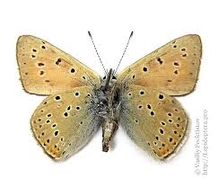 Attēlu rezultāti vaicājumam “Lycaena hippothoe male”