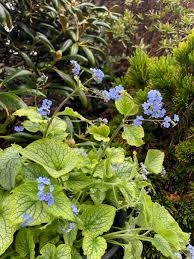 Attēlu rezultāti vaicājumam “Brunnera macrophylla”