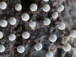 Attēlu rezultāti vaicājumam “Physarum globuliferum young”