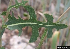 Attēlu rezultāti vaicājumam “Lactuca serriola”