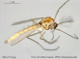 Attēlu rezultāti vaicājumam “Tanytarsus”