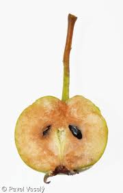 Attēlu rezultāti vaicājumam “Pyrus pyraster fruit”