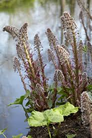 Image result for Petasites officinalis